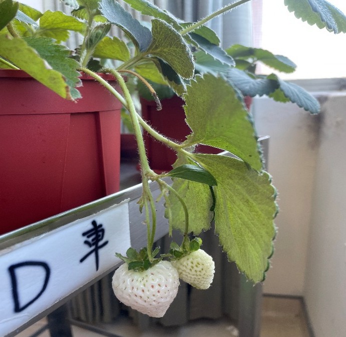 115/1/14 粉玉草莓開花結果